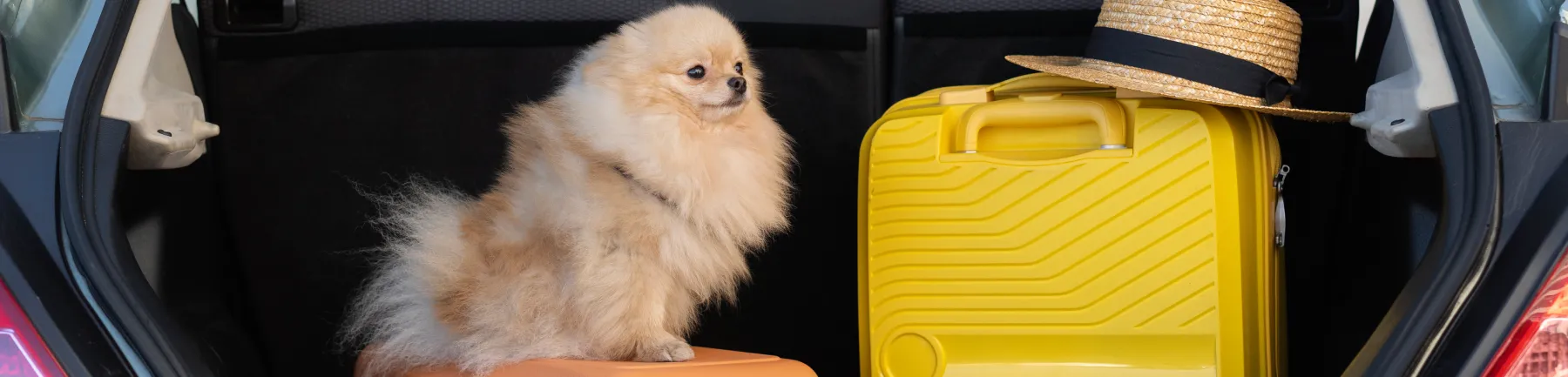Travelling with Pets